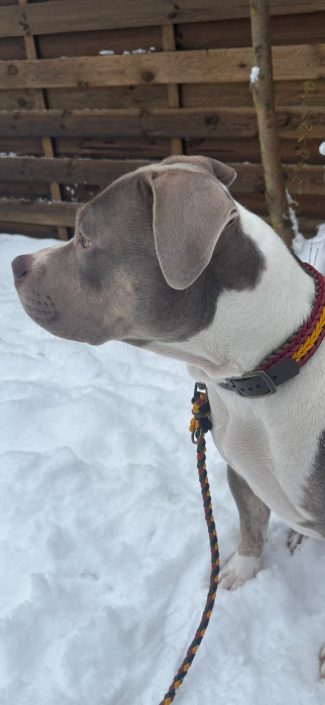 Paracord-Leine "Linea"