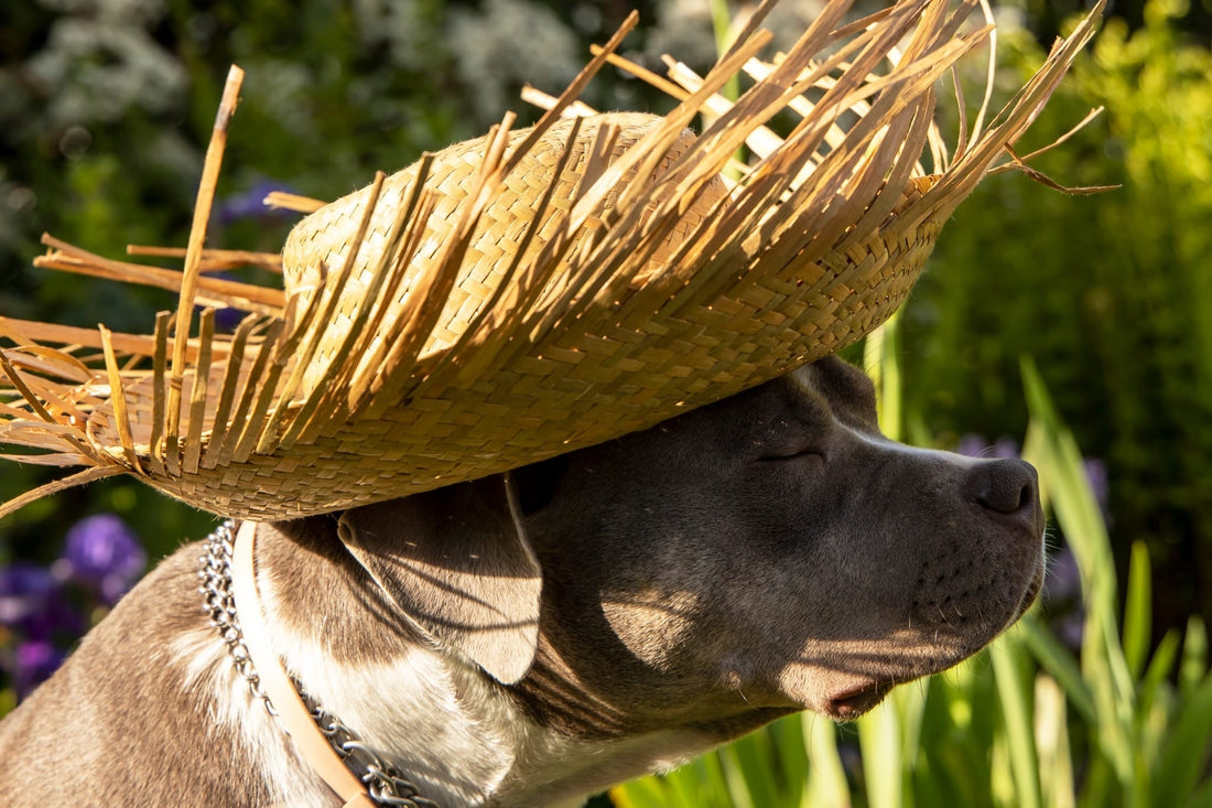 🐾 Mit Liebe geknüpft: Ein Blick hinter die Kulissen von Band und Seele