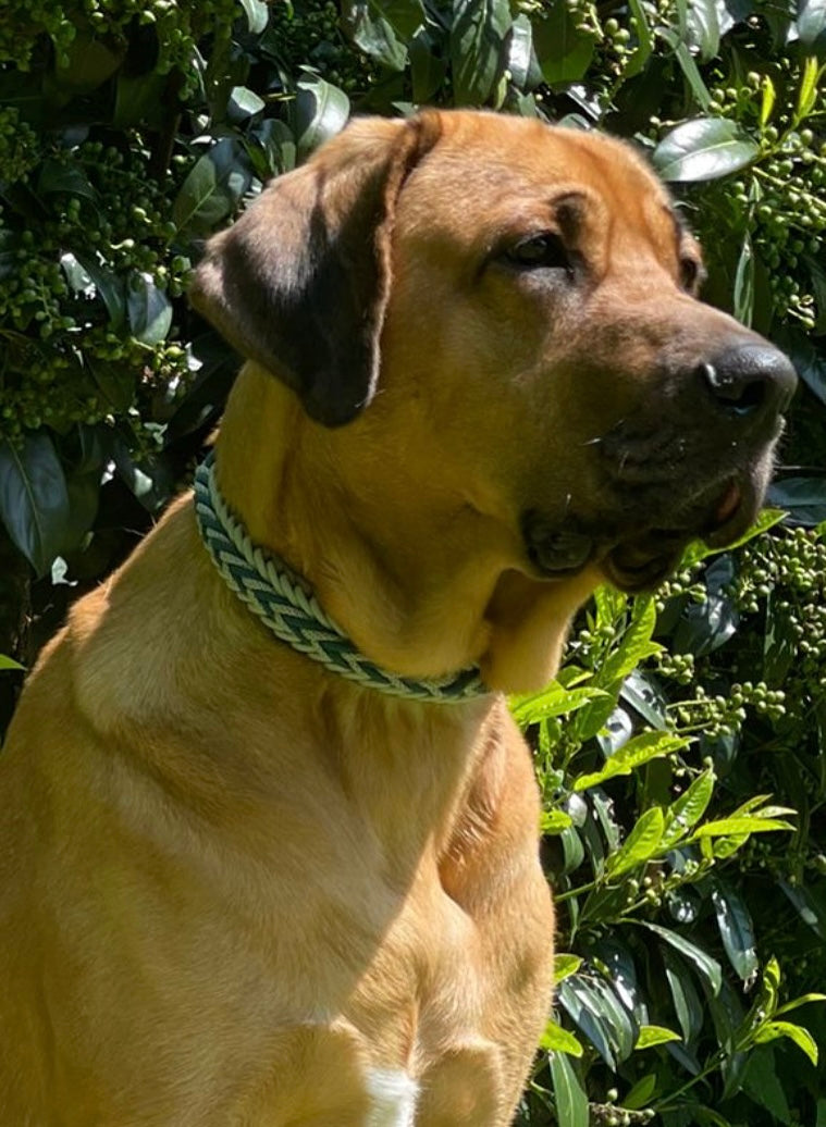 Paracord-Halsband „Nova“